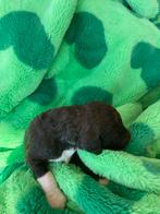 Schitterende choko grote poedel pups, Poedel, Particulier, Rabiës (hondsdolheid), 15 weken tot 1 jaar