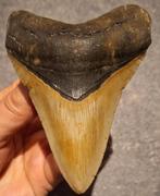 MEGALODON TAND USA	128	gr	10.7x7.6x2.2	cm, Ophalen of Verzenden, Fossiel