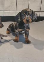 Teckel puppy's, 8 tot 15 weken, Korthaar, Dwerg, Meerdere