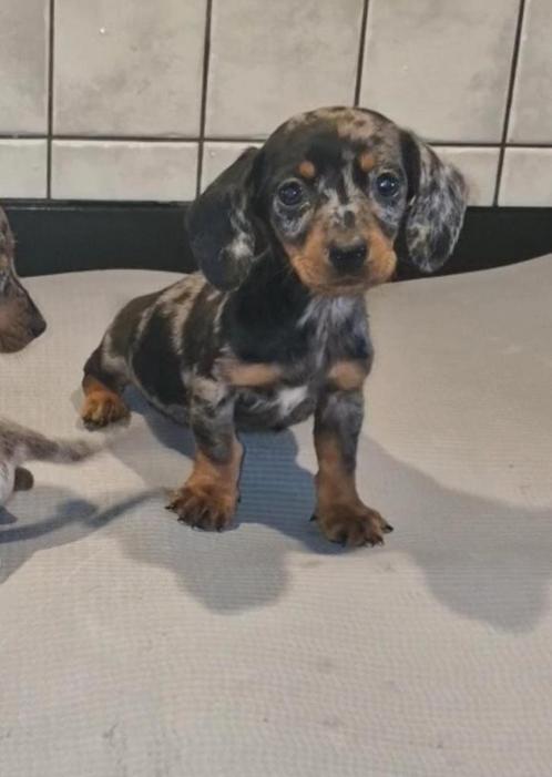 Teckel puppy's, Dieren en Toebehoren, Honden | Teckels en Dashonden, Meerdere dieren, Korthaar, Dwerg, Particulier, Meerdere, Nederland