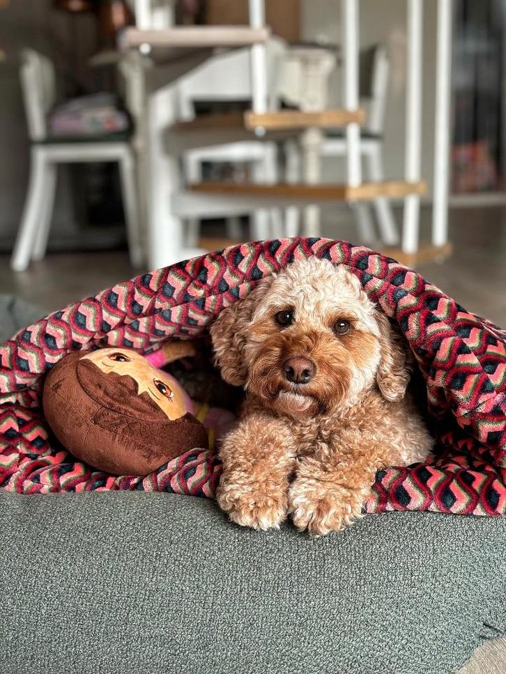 Slaapzak hond puppy hondenmand hondenkussen mand kussen, Dieren en Toebehoren, Hondenmanden, Nieuw, Stof, Ophalen of Verzenden