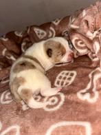 Pomchi x mini pincher pomchi, Rabiës (hondsdolheid), Overige rassen, 8 tot 15 weken, Teef