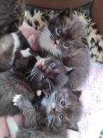 Hele lieve gezonde Britsekorthaar/ Europese korthaar kittens, Dieren en Toebehoren, Meerdere dieren