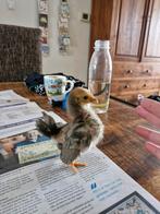 Serama haantjes TT kwaliteit, Mannelijk, Kip