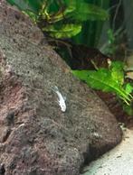 Ancistrus Snowwhite groep, Vis, Zoetwatervis