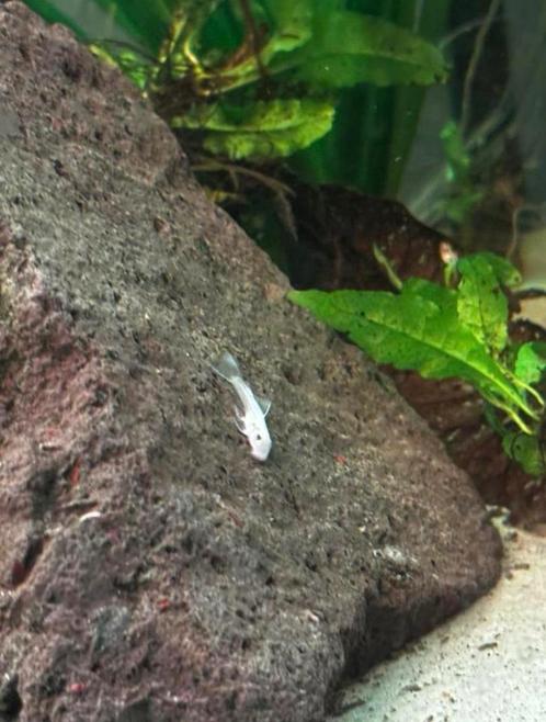 Ancistrus Snowwhite groep, Dieren en Toebehoren, Vissen | Aquariumvissen, Zoetwatervis, Vis