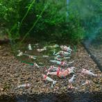 Crystal Red garnalen groep 20 stuks hoge gradatie, Dieren en Toebehoren, Kreeft, Krab of Garnaal, Zoetwatervis, Schoolvis