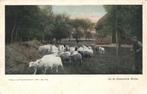 Schapen op de Drentsche Heide (1900s) Ansichtkaart, Ophalen of Verzenden, Voor 1920, Ongelopen, Drenthe