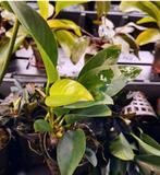 Alle soorten Aqarium planten 3 voor €11, Ophalen, Nieuw, Plant(en), Steen of Hout