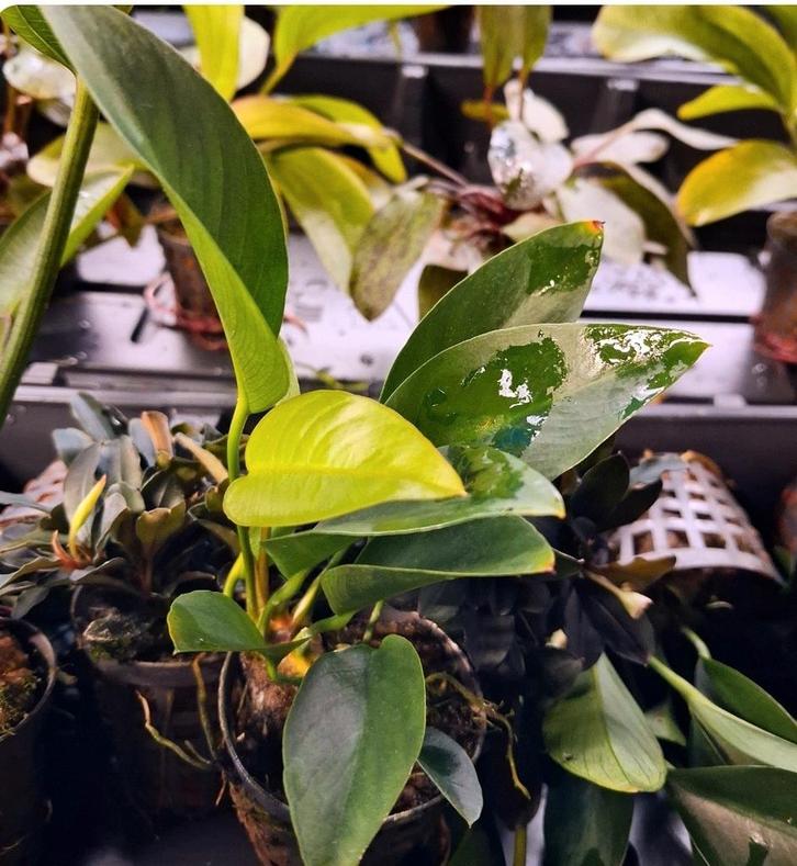 Alle soorten Aqarium planten 3 voor €11, Dieren en Toebehoren, Vissen | Aquaria en Toebehoren, Nieuw, Plant(en), Steen of Hout