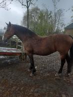 KWPN TUIGPAARD MERRIE JELINE, Dieren en Toebehoren, Paarden, Tuigpaard, Merrie, 7 tot 10 jaar, Met stamboom