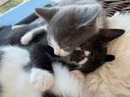 5 katertjes te koop -Britse LH x Maine Coon x BKH, Kater, Ontwormd, 0 tot 2 jaar