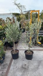 Olijboompje en olijfstruik hoog 150 cm in grote pot, Vaste plant, Halfschaduw, Zomer, Ophalen