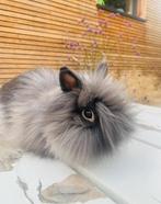 Teddy dwerg konijntje, Dieren en Toebehoren, Mannelijk, Dwerg, 3 tot 5 jaar