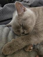 Britse Korthaar kittens, Dieren en Toebehoren, Katten en Kittens | Raskatten | Korthaar