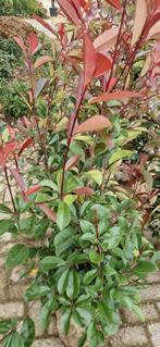 Aktie!! Grote Photinia, Taxus & Portugese Laurier - Mix, Ophalen of Verzenden, Bloeit niet, Overige soorten, Halfschaduw