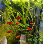 Koraalplaty’s / rode platy, Dieren en Toebehoren, Vissen | Aquariumvissen, Vis, Zoetwatervis, Schoolvis