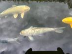 Chagoi koi 55 cm, Karper of Koi