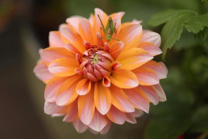 Dahlia Zaden, Tuin en Terras, Bloembollen en Zaden, Volle zon, Verzenden