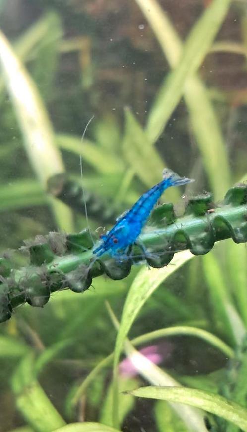 Jonge mooie Garnalen blauw!, neocaridina, Dieren en Toebehoren, Vissen | Aquariumvissen, Kreeft, Krab of Garnaal