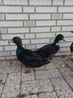 4 zwarte kwakertjes eenden eend, Dieren en Toebehoren, Pluimvee, Meerdere dieren, Eend