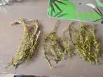 Aquarium plant rotala en waterpest, Ophalen of Verzenden, Nieuw, Plant(en), Steen of Hout