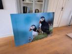 Mooie foto papegaaiduikers op plexiglas, Ophalen