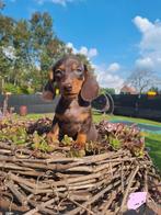 De leukste dwergteckel pups! Korthaar/ Gladhaar, Dieren en Toebehoren, Nederland, CDV (hondenziekte), 8 tot 15 weken, Korthaar