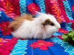 Rood bont CH Teddy cavia beer september 2025, Cavia, Mannelijk, Juli, Tam