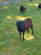 Ouessant Ram zoekt nieuw thuis, Dieren en Toebehoren, Schapen, Geiten en Varkens, Mannelijk, Schaap, 0 tot 2 jaar