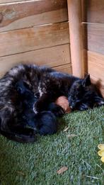 Kittens te koop!, Dieren en Toebehoren, Katten en Kittens | Overige Katten, Meerdere dieren, Kortharig