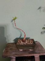 Bodhiboom Ficus Religiosa Bonsai, Bloeit niet, Halfschaduw, Overige soorten, Minder dan 100 cm