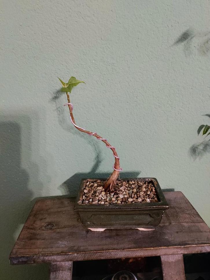 Bodhiboom Ficus Religiosa Bonsai, Tuin en Terras, Planten | Bomen, Overige soorten, Minder dan 100 cm, Halfschaduw, Bloeit niet