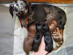 Prachtige kortharige teckel puppy's, Dieren en Toebehoren, Honden | Teckels en Dashonden, Particulier, Meerdere, 8 tot 15 weken