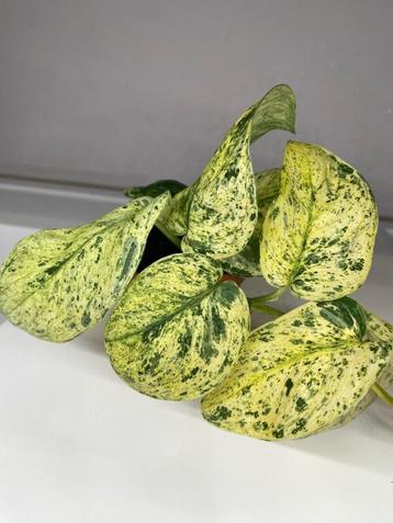 Stek Scindapsus jade satin marble variegata beschikbaar voor biedingen