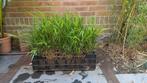 Hakonechloa macra 'Nikolas' (p9), Ophalen, Siergrassen