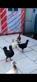 Syrisch Duiven, Dieren en Toebehoren, Vogels | Duiven, Meerdere dieren, Overige soorten