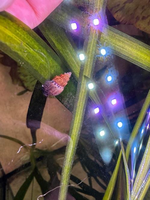 Aquarium slak / Thiara Scabra, Dieren en Toebehoren, Vissen | Aquariumvissen, Zoetwatervis, Slak of Weekdier
