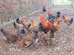 Welsumers raszuiver., Dieren en Toebehoren, Meerdere dieren, Kip