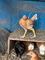 Trio oud engelse vecht krielen, Dieren en Toebehoren, Pluimvee