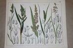 Antieke botanische kleurenlitho - Grassen oa Egelgras 1862!!, Antiek en Kunst, Kunst | Litho's en Zeefdrukken, Ophalen of Verzenden