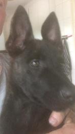 Hollandse Herder, Dieren en Toebehoren, Honden | Herdershonden en Veedrijvers, Rabiës (hondsdolheid), 15 weken tot 1 jaar, Reu