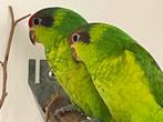 Irislories van 2025, Dieren en Toebehoren, Mannelijk, Papegaai, Pratend