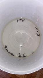 L046 jongen, Vis, Zoetwatervis