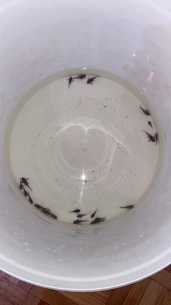 L046 jongen, Dieren en Toebehoren, Vissen | Aquariumvissen, Zoetwatervis, Vis