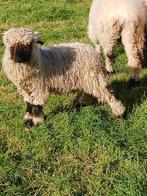Walliser Schwarznase ramlam, Dieren en Toebehoren, Schapen, Geiten en Varkens, Mannelijk, Geit