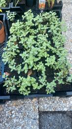 Nepeta kattenkruid, Tuin en Terras, Planten | Tuinplanten, Verzenden, Overige soorten, Volle zon