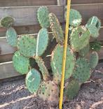Grote Opuntia Aciculata schijfcactus, Ophalen, Zomer