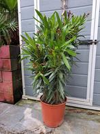 Prachtige tropische plant! Oleander!, Zomer, Overige soorten, Ophalen, Volle zon