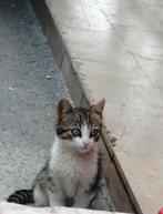 Gezocht: Europese korthaar kitten, Dieren en Toebehoren, April, Geslacht onbekend